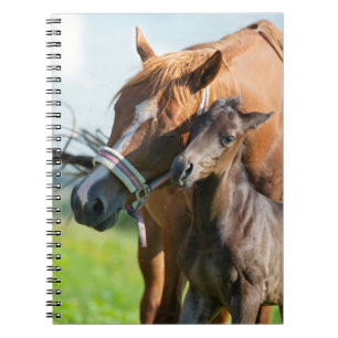 Cutest Baby Animals Black Foal with Mum Notebook