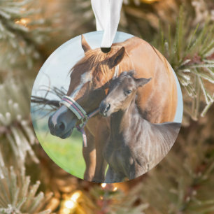 Cutest Baby Animals   Black Foal with Mum Ornament