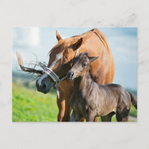Cutest Baby Animals Black Foal with Mum Postcard