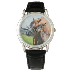 Cutest Baby Animals Black Foal with Mum Watch