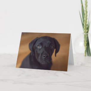 Cutest Baby Animals Black Labrador Puppy Card