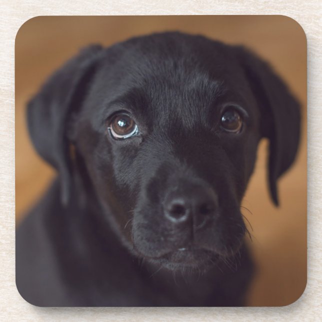 Cutest Baby Animals | Black Labrador Puppy Coaster (Front)