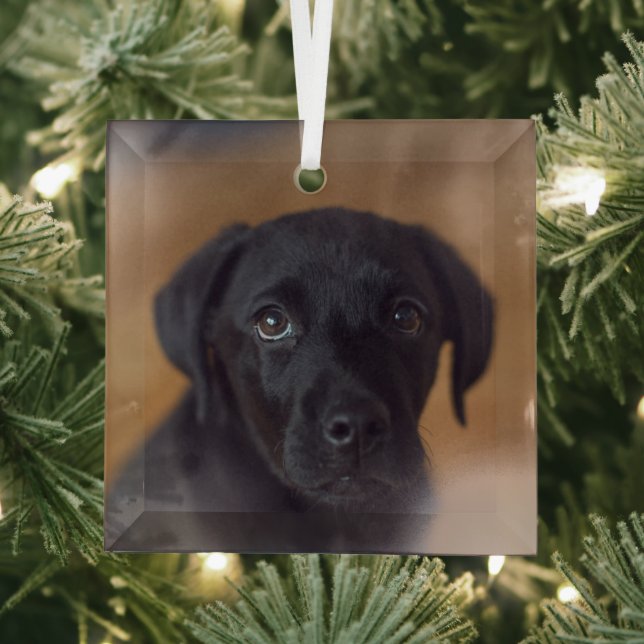 Cutest Baby Animals | Black Labrador Puppy Glass Tree Decoration (Insitu)