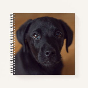 Cutest Baby Animals Black Labrador Puppy Notebook
