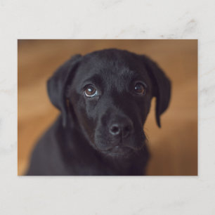 Cutest Baby Animals   Black Labrador Puppy Postcard