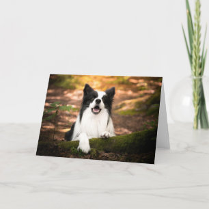 Cutest Baby Animals Black & White Border Collie Card