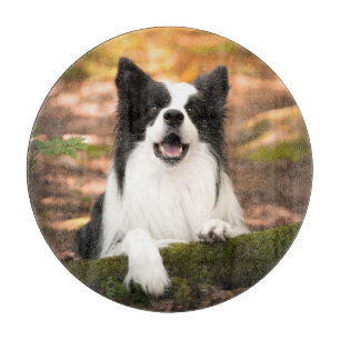Cutest Baby Animals Black & White Border Collie Cutting Board