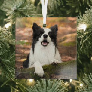 Cutest Baby Animals Black & White Border Collie Glass Tree Decoration