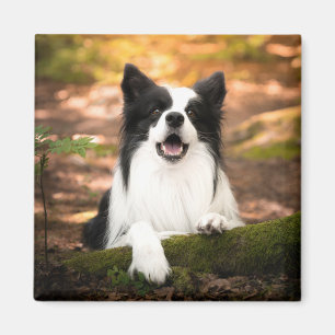 Cutest Baby Animals Black & White Border Collie Magnet