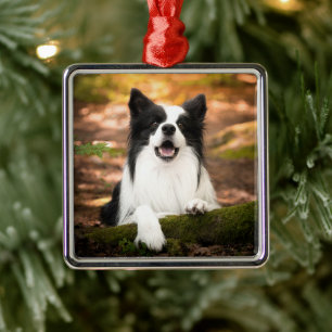 Cutest Baby Animals Black & White Border Collie Metal Ornament