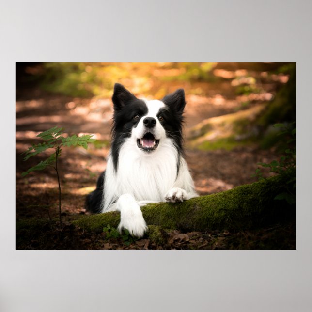 Cutest Baby Animals | Black & White Border Collie Poster (Front)