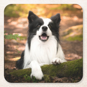 Cutest Baby Animals Black & White Border Collie Square Paper Coaster