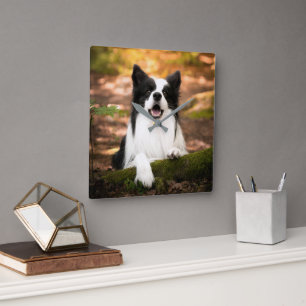 Cutest Baby Animals   Black & White Border Collie Square Wall Clock