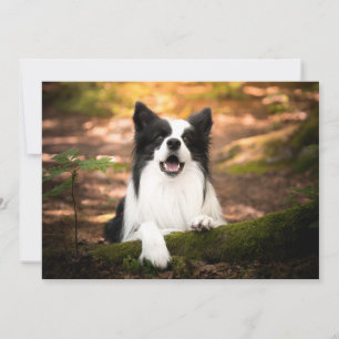 Cutest Baby Animals   Black & White Border Collie Thank You Card