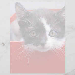 Cutest Baby Animals Black & White Kitten