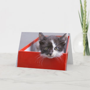 Cutest Baby Animals   Black & White Kitten Card