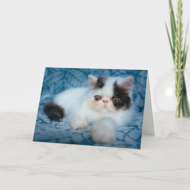 Cutest Baby Animals | Black & White Kitten Card (Front)