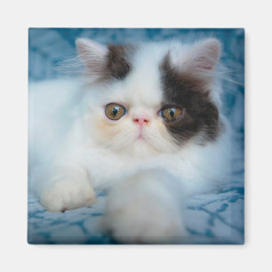 Cutest Baby Animals Black & White Kitten Magnet