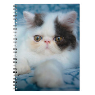 Cutest Baby Animals Black & White Kitten Notebook