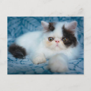 Cutest Baby Animals   Black & White Kitten Postcard