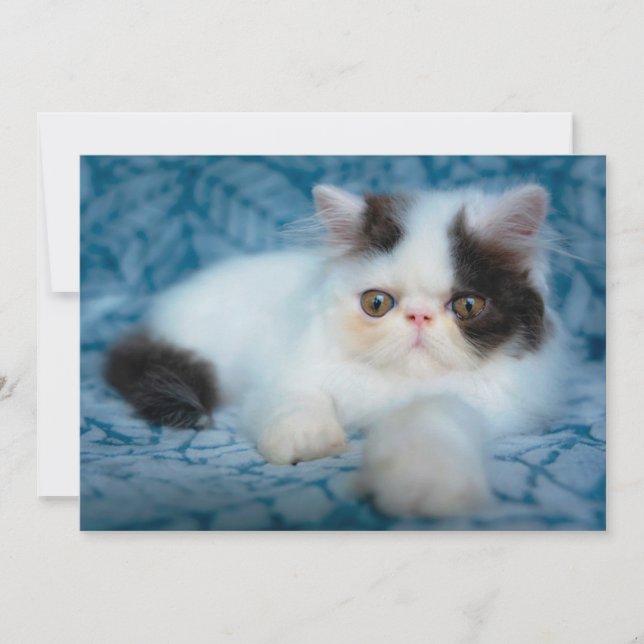 Cutest Baby Animals | Black & White Kitten Thank You Card (Front)