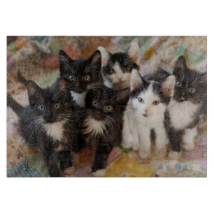 Cutest Baby Animals   Black & White Kittens Cutting Board
