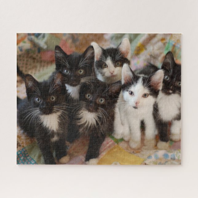 Cutest Baby Animals | Black & White Kittens Jigsaw Puzzle (Horizontal)