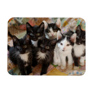 Cutest Baby Animals   Black & White Kittens Magnet