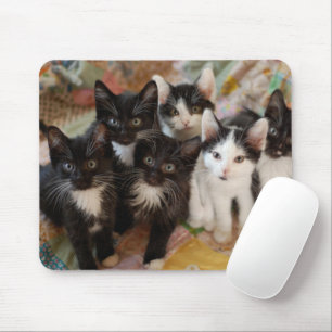 Cutest Baby Animals Black & White Kittens Mouse Pad