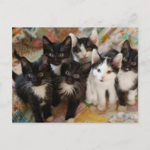 Cutest Baby Animals Black & White Kittens Postcard