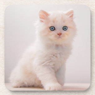 Cutest Baby Animals Blue Eye Kitten Coaster