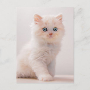 Cutest Baby Animals   Blue Eye Kitten Postcard