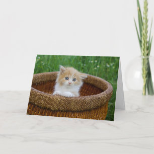 Cutest Baby Animals Blue Eyed Kitten Card