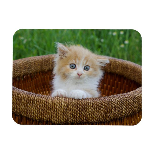 Cutest Baby Animals | Blue Eyed Kitten Magnet (Horizontal)