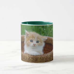 Cutest Baby Animals Blue Eyed Kitten Mug