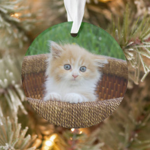 Cutest Baby Animals   Blue Eyed Kitten Ornament