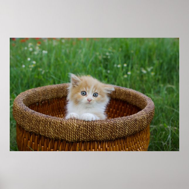 Cutest Baby Animals | Blue Eyed Kitten Poster (Front)