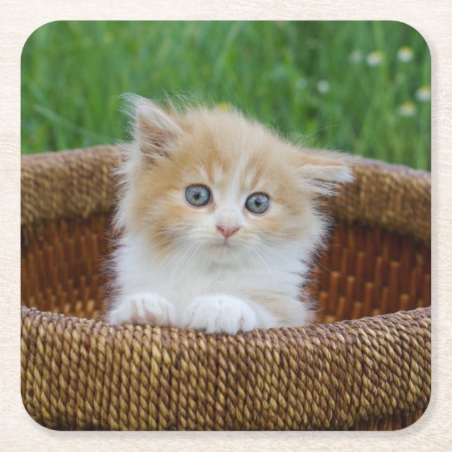 Cutest Baby Animals | Blue Eyed Kitten Square Paper Coaster (Front)