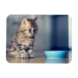 Cutest Baby Animals Blue-eyed Persian Kitten Magnet
