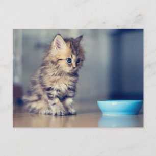 Cutest Baby Animals   Blue-eyed Persian Kitten Postcard