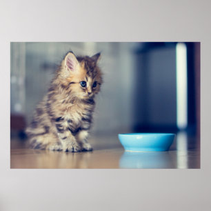 Cutest Baby Animals   Blue-eyed Persian Kitten Poster
