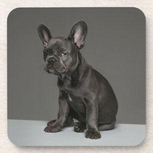 Cutest Baby Animals Blue French Bulldog Puppy Coaster
