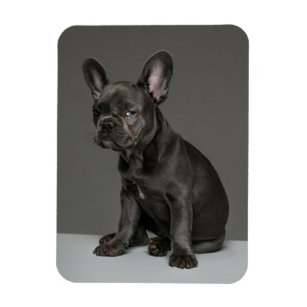 Cutest Baby Animals   Blue French Bulldog Puppy Magnet