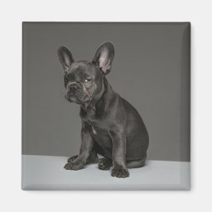 Cutest Baby Animals   Blue French Bulldog Puppy Magnet