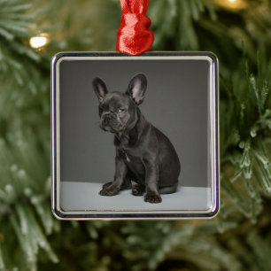 Cutest Baby Animals   Blue French Bulldog Puppy Metal Ornament