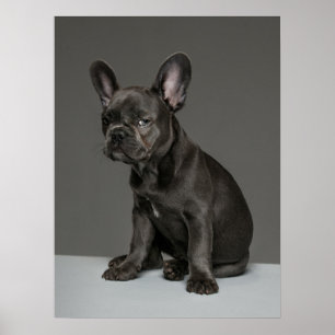 Cutest Baby Animals   Blue French Bulldog Puppy Poster