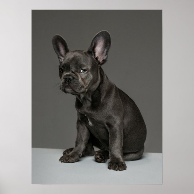 Cutest Baby Animals | Blue French Bulldog Puppy Poster (Front)