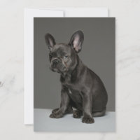 Cutest Baby Animals | Blue French Bulldog Puppy
