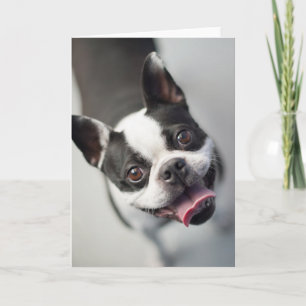 Cutest Baby Animals Boston Bulldog Smile Card