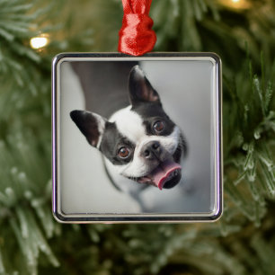 Cutest Baby Animals   Boston Bulldog Smile Metal Ornament